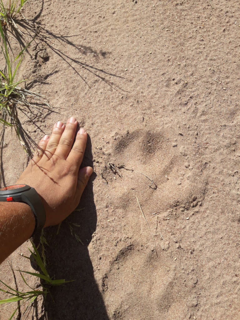 Pirassununga, cidade diferenciada: Indústrias, Riquezas da Fauna, Pesquisas e Estudos