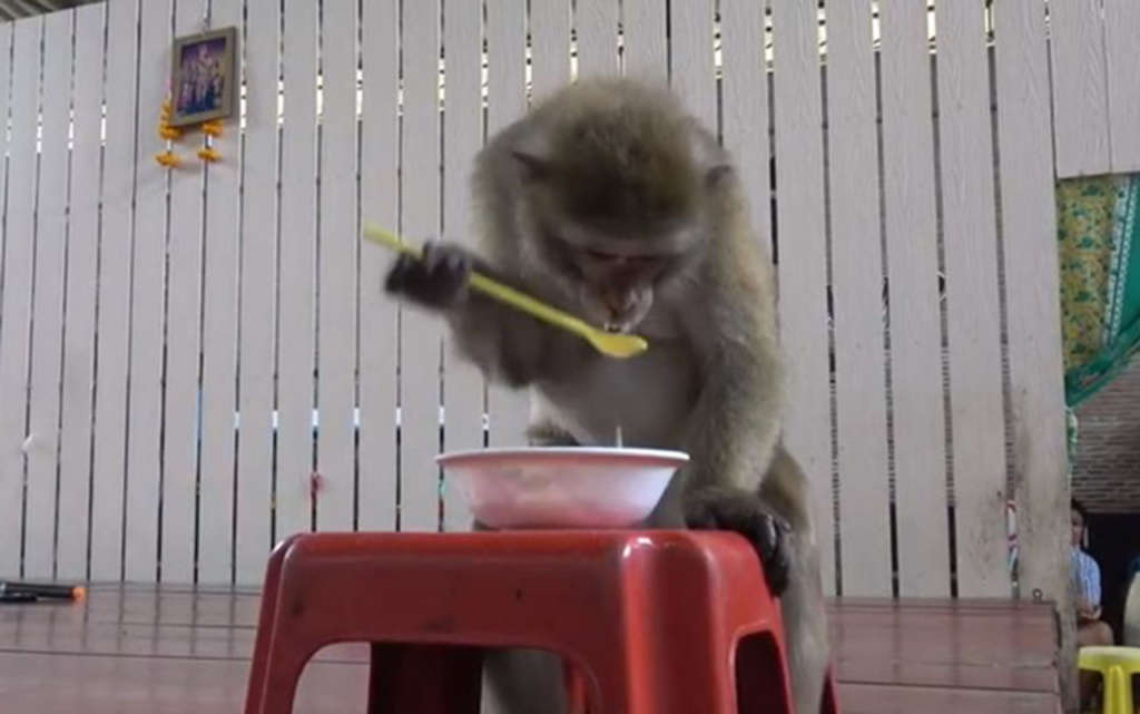 Macaco usa colher para beber leite de coco em tigela; veja o vídeo