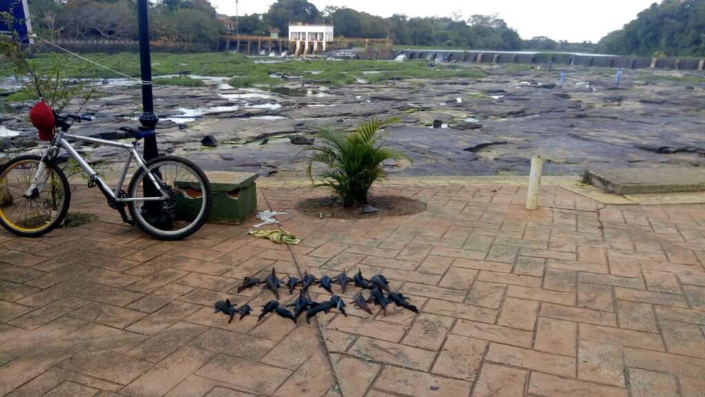 Cascudos pegos na barragem foram devolvidos ao rio