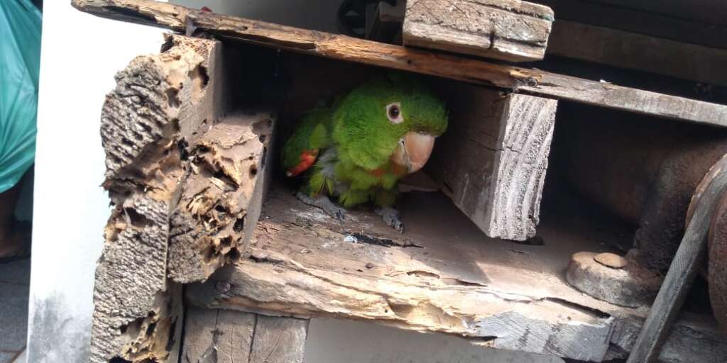 PM Ambiental de Pirassununga doou peixes para Asilo 5 Pagaio Verdadeiro levado para local adequado