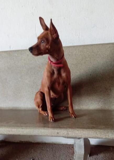 Criança procura pelo animalzinho “Pinscher” de seu coração 3 c 2