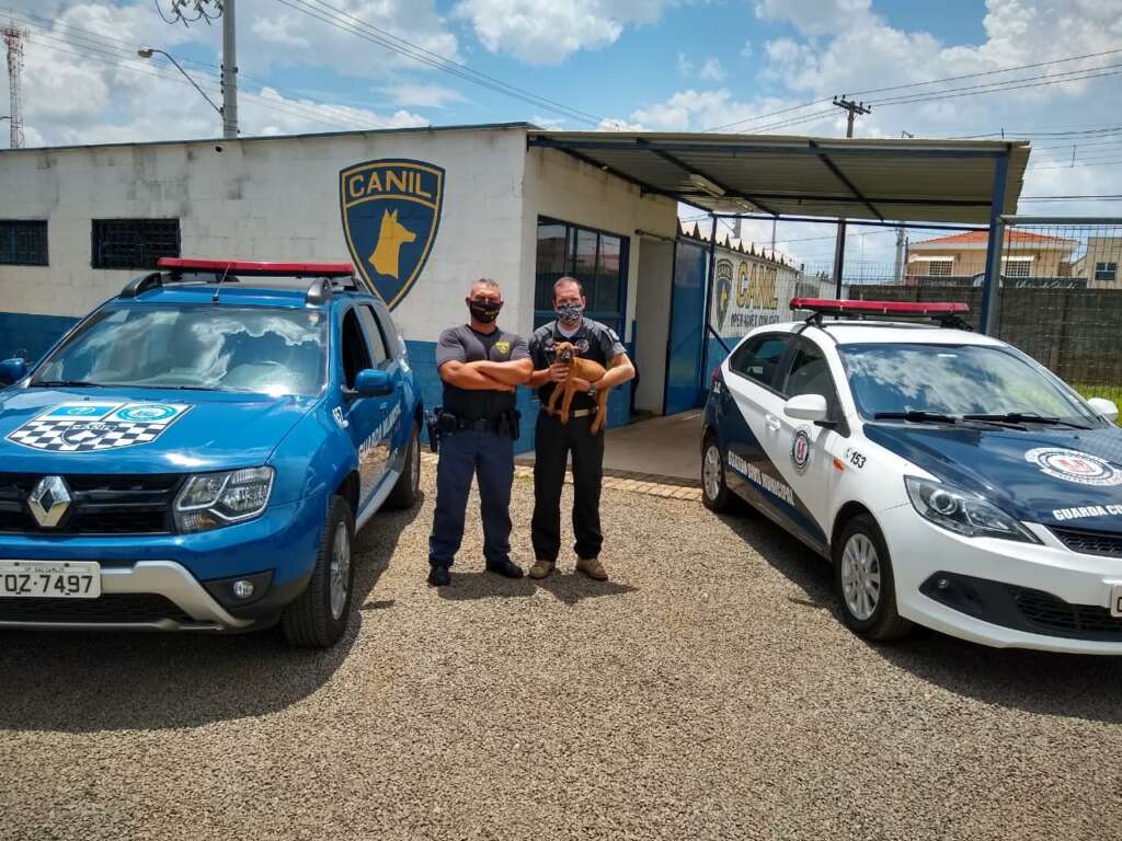 Canil da GCM de Pirassununga ganha filhote de Pastor Belga Malinos Canil da GCM de Pirassununga ganha filhote de Pastor Belga Malinos
