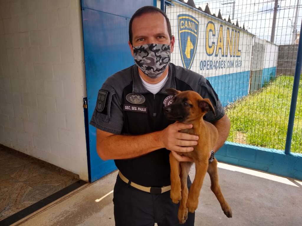 Canil da GCM de Pirassununga ganha filhote de Pastor Belga Malinos 1 GCM e o Filhote de Pastor Belga Malinos