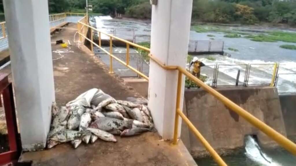 Vídeo viraliza e Polícia Ambiental aplica multa em Pirassununga