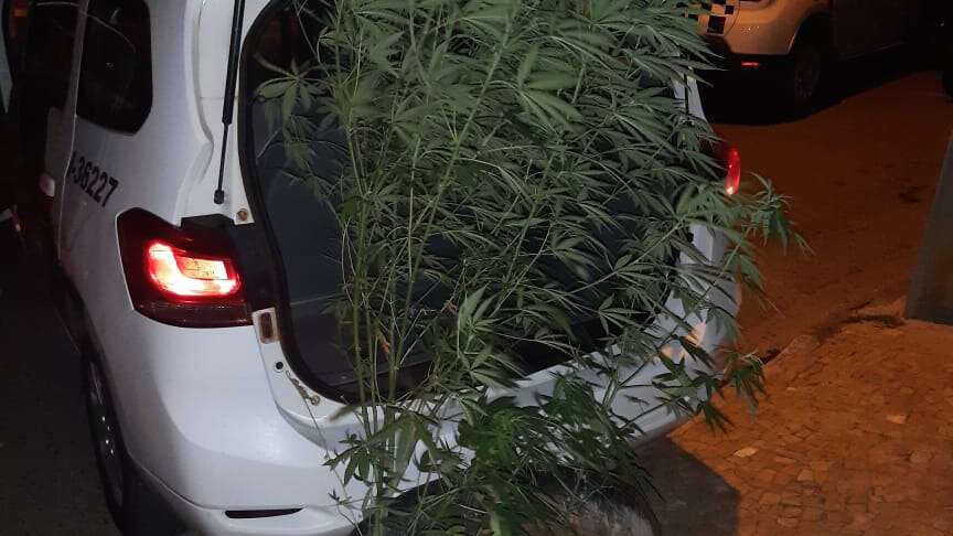 Mulher denuncia marido que cultivava maconha em Araras