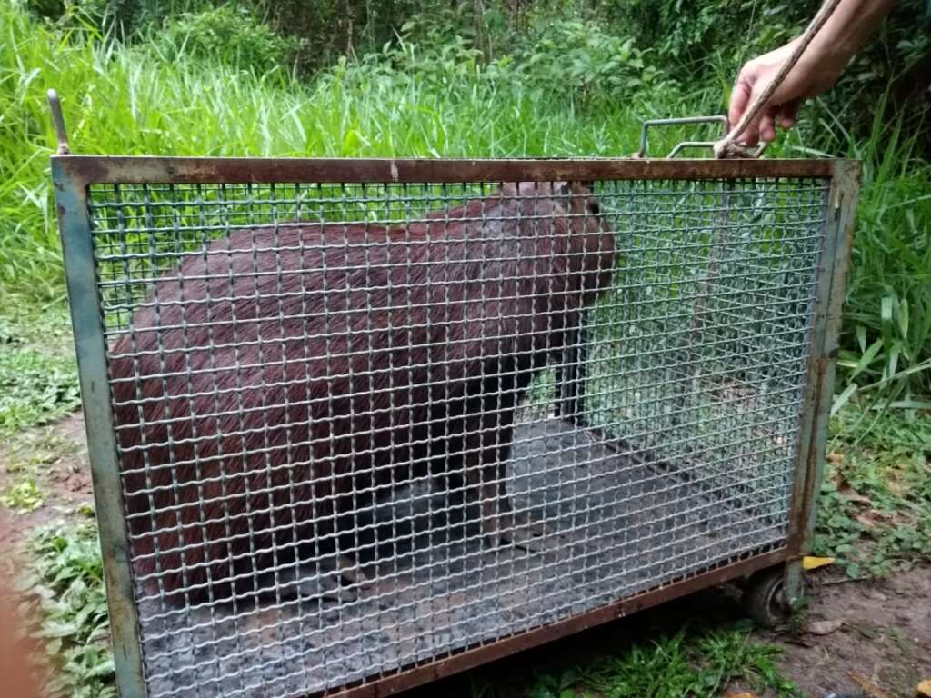 PMA CAPIVARA