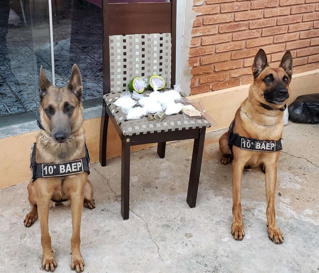 Cães do 10º BAEP encontram drogas durante “operação policial” em Pirassununga