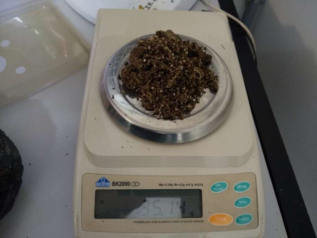 Adolescente com 25 gramas de maconha é detido pela GCM e liberado no 1º DP