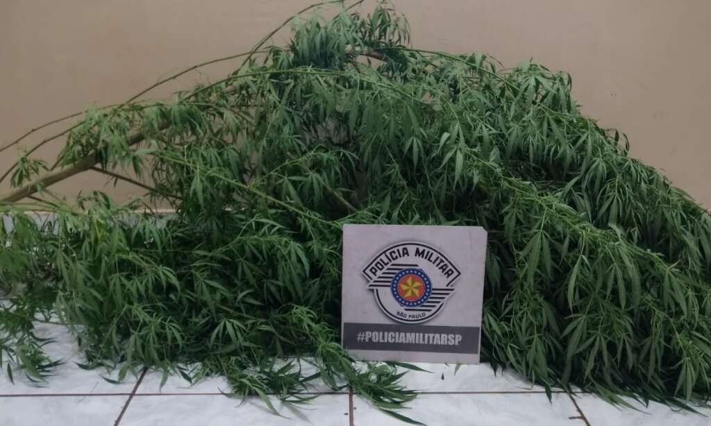 Pés de Maconha foram encontrados pelos PMs da ROCAM no Cerrado de Emas