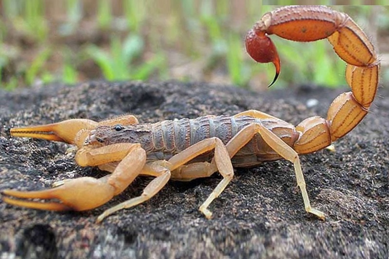 Controle de Vetores divulga medidas preventivas no controle de escorpiões