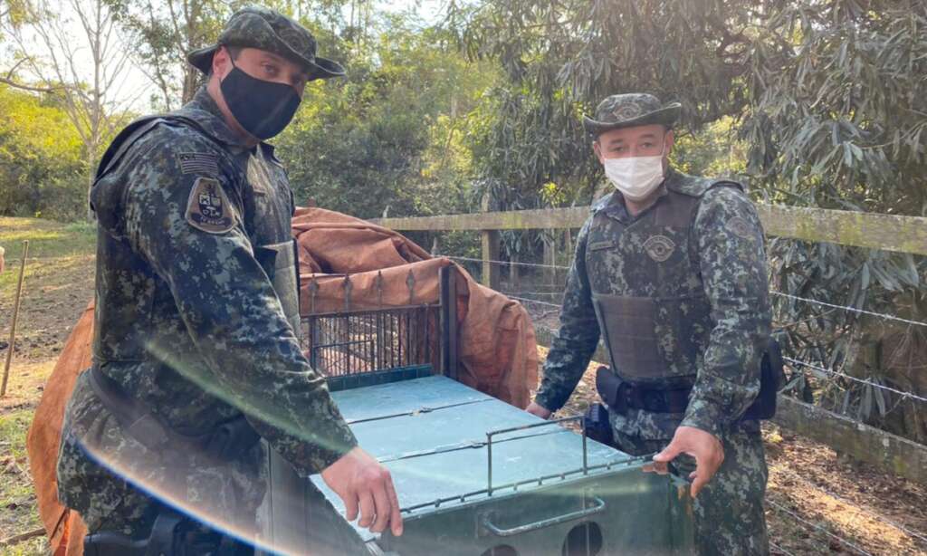 Polícia Ambiental reintroduz na natureza Onça-Parda