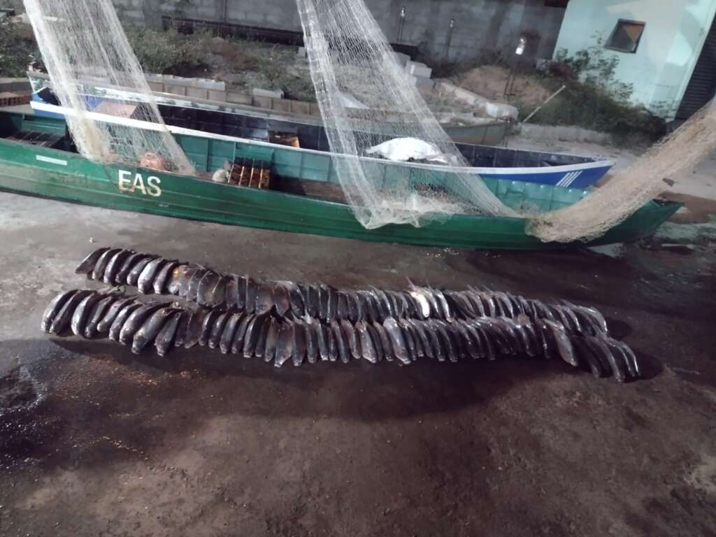 PM Ambiental apreende 250kg de pescados durante ação no rio Mogi Guaçu em Pirassununga 1 P 3