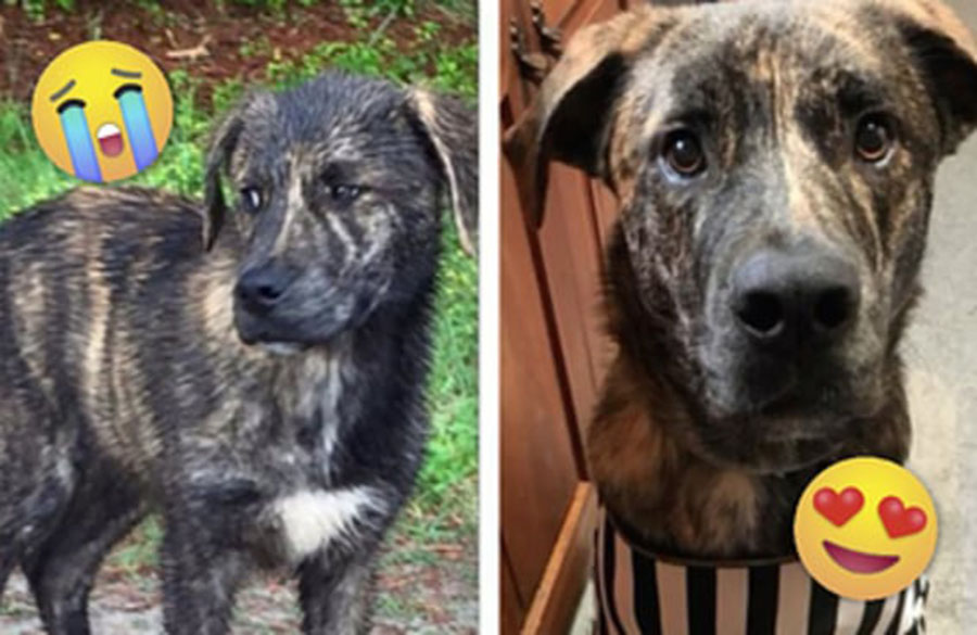 17 fotos de “antes e depois” de cachorros resgatados que vão aquecer seu coração