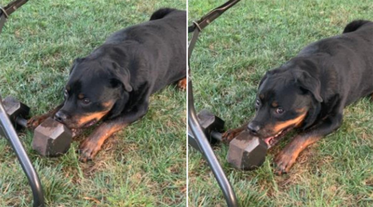 Cachorro carrega e brinca com peso de academia de 13kg