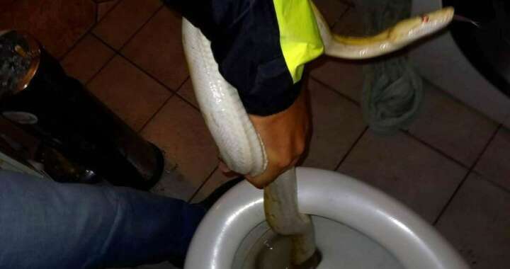 Rapaz encontra cobra de dois metros escondida em vaso sanitário