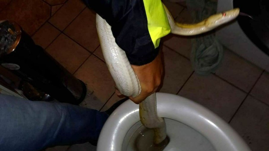 Rapaz encontra cobra de dois metros escondida em vaso sanitário