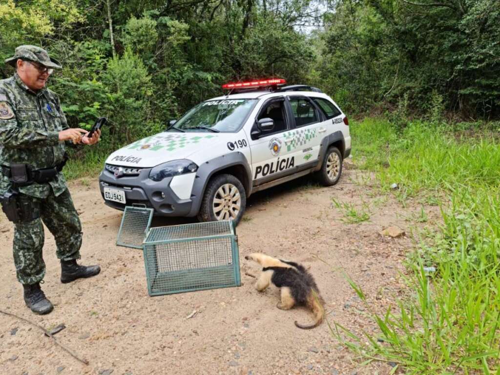 Tamandua