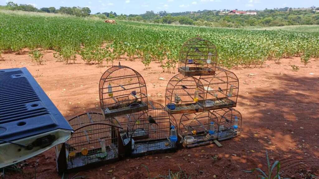 Polícia Militar Ambiental da 2ª Cia, fecha o mês com excelentes resultados em prol do meio ambiente 5 A 5