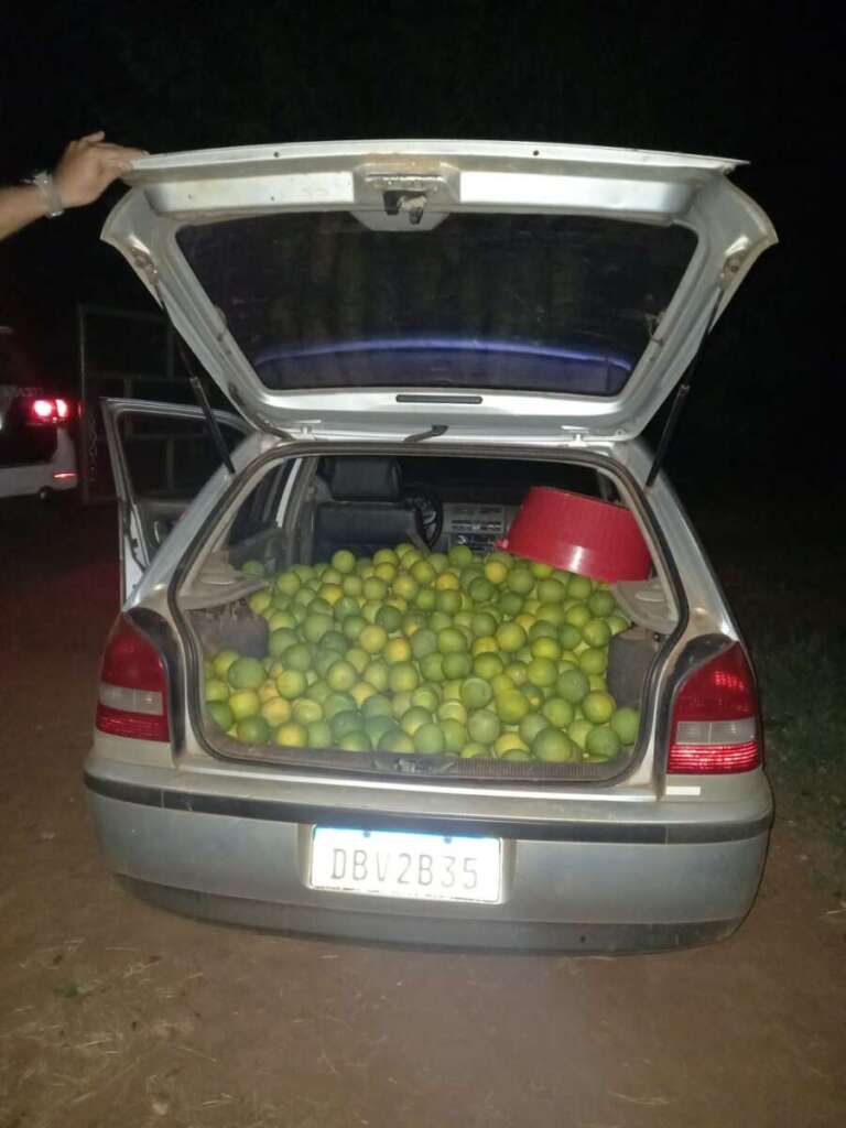 Patrulha Rural da PM de Pirassununga prende suspeito de furtar Laranjas em Fazenda 3 LARANJA HAMILTON CAPA 1