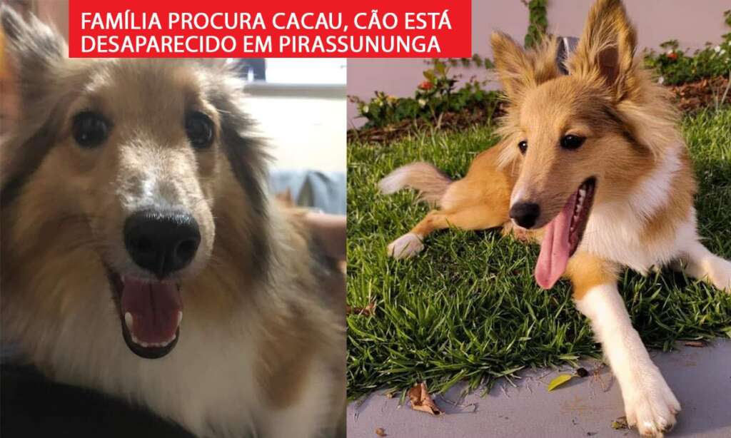 Uma dócil cachorrinha é procurado pela família