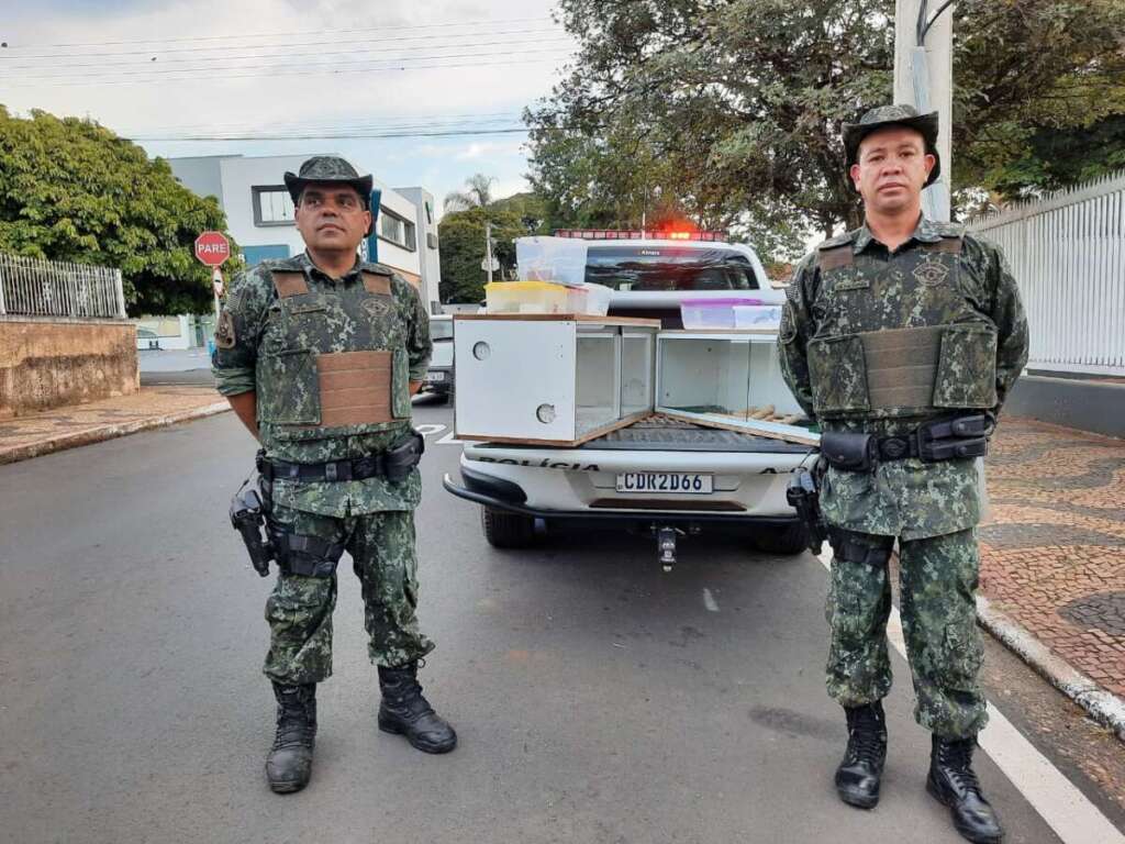 Comércio irregular. Polícia Militar Ambiental libera cobras exóticas e nativa em cativeiro 5 COBRA 5