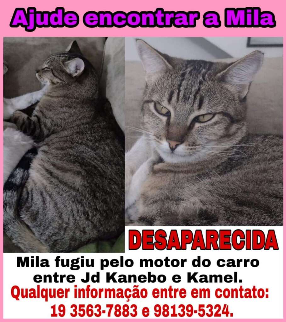 Família procura por gatinha que sumiu da região do Jardim Kamel em Pirassununga 2 Gata desaparecida