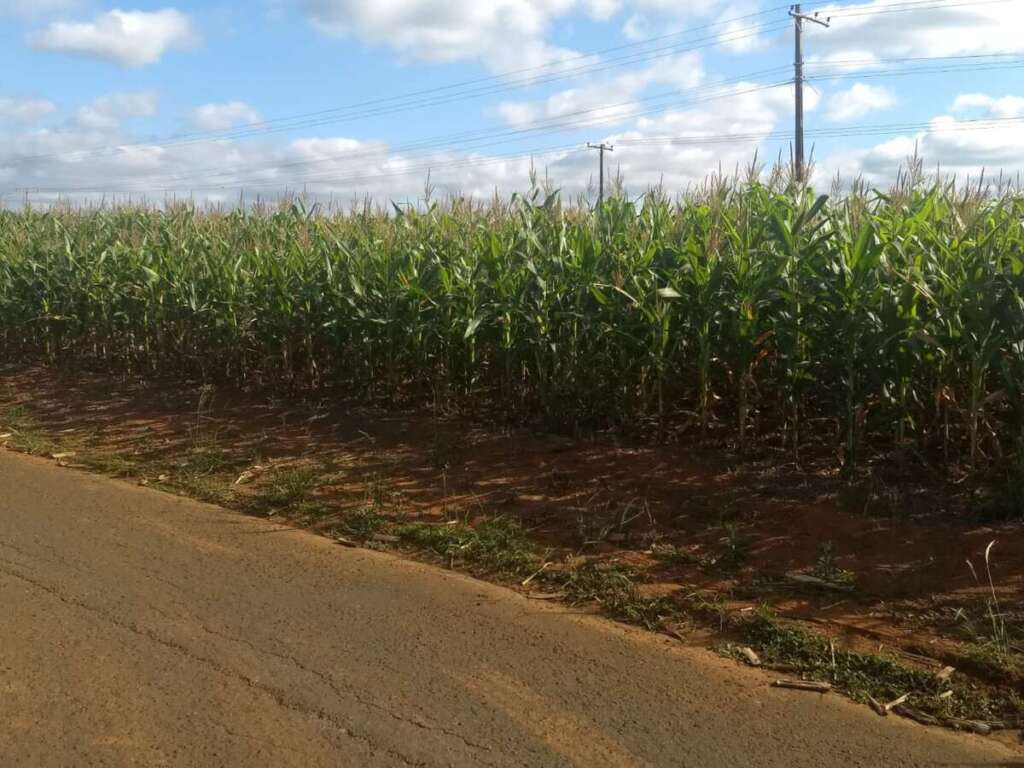Opção: Prefeitura de Pirassununga pode antecipar compra de milho de pipoca e açúcar 2 Milho 2