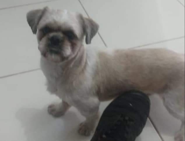 Cachorrinho