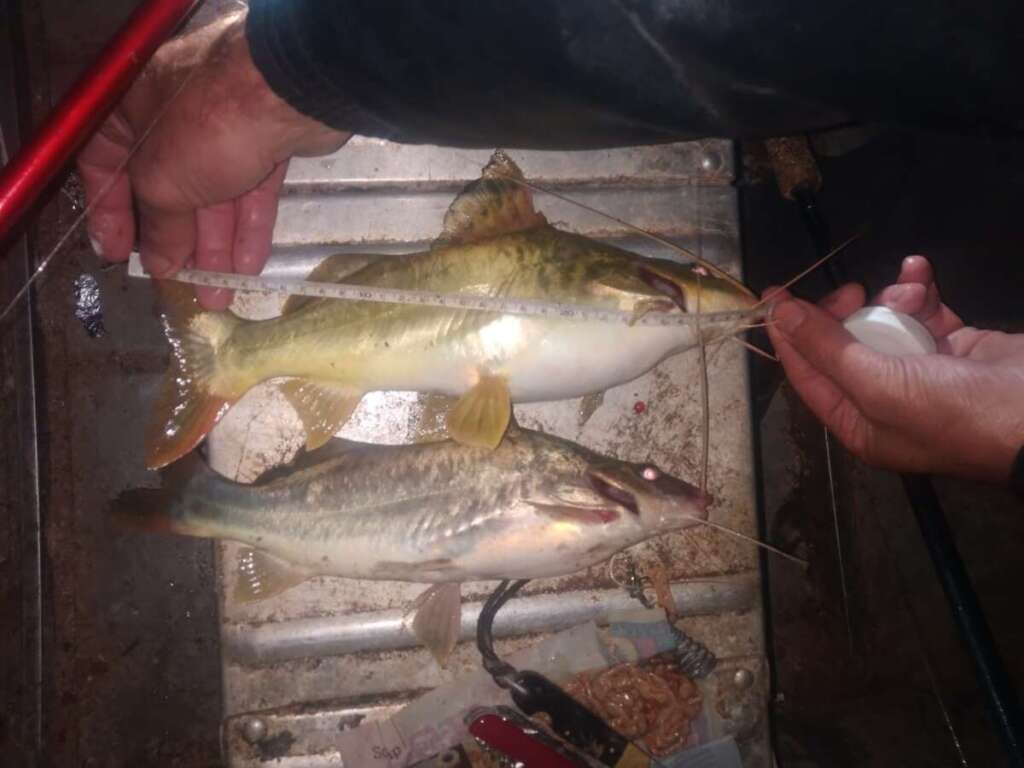 Peixe Amb Pirassununga 2 1