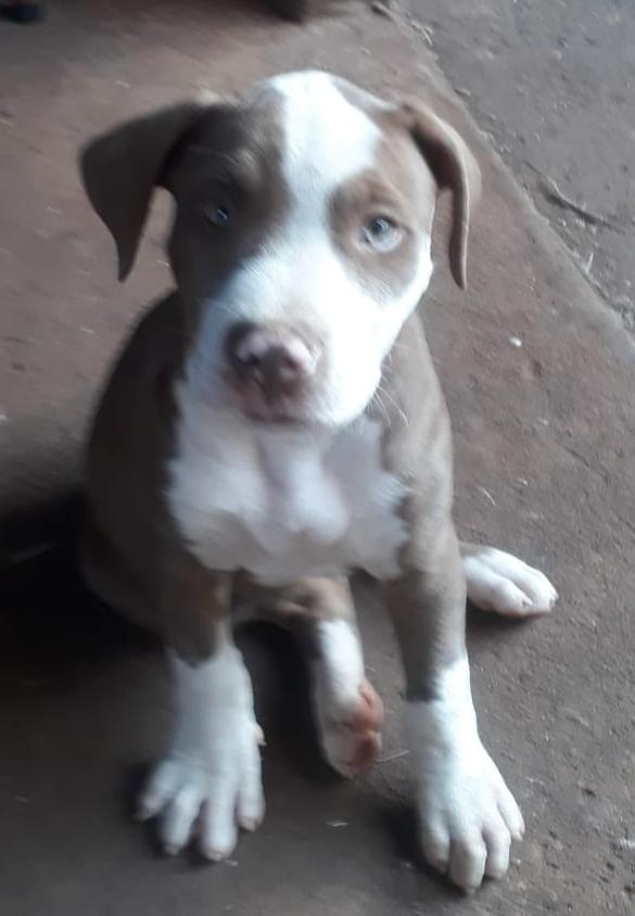 Cachorra BUMA que estava desaparecida foi encontrada após divulgação neste portal 1 Pitbul 1 1
