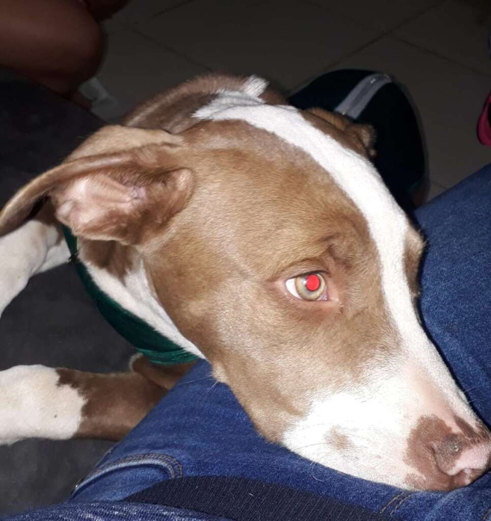 Cachorra BUMA que estava desaparecida foi encontrada após divulgação neste portal 2 Pitbul 2 1