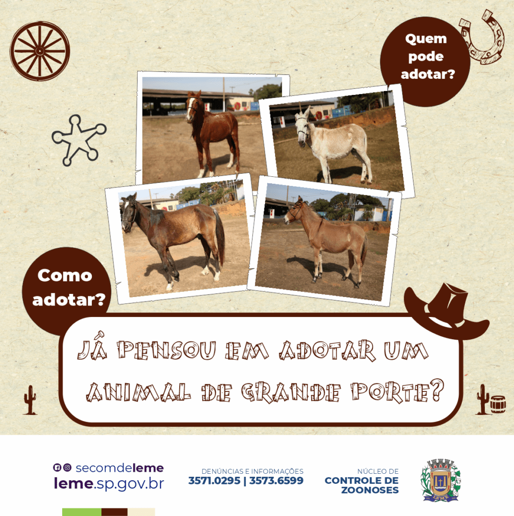 Núcleo de Zoonoses disponibiliza animais para doação 1 31082022 Doacao Cavalos