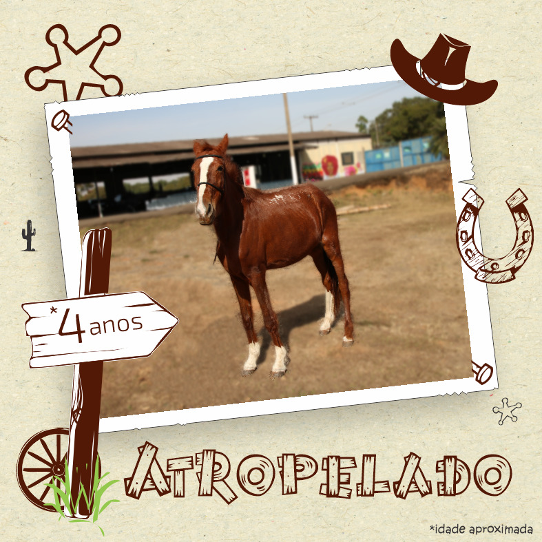 Núcleo de Zoonoses disponibiliza animais para doação 4 31082022 Doacao Cavalos Atropelado
