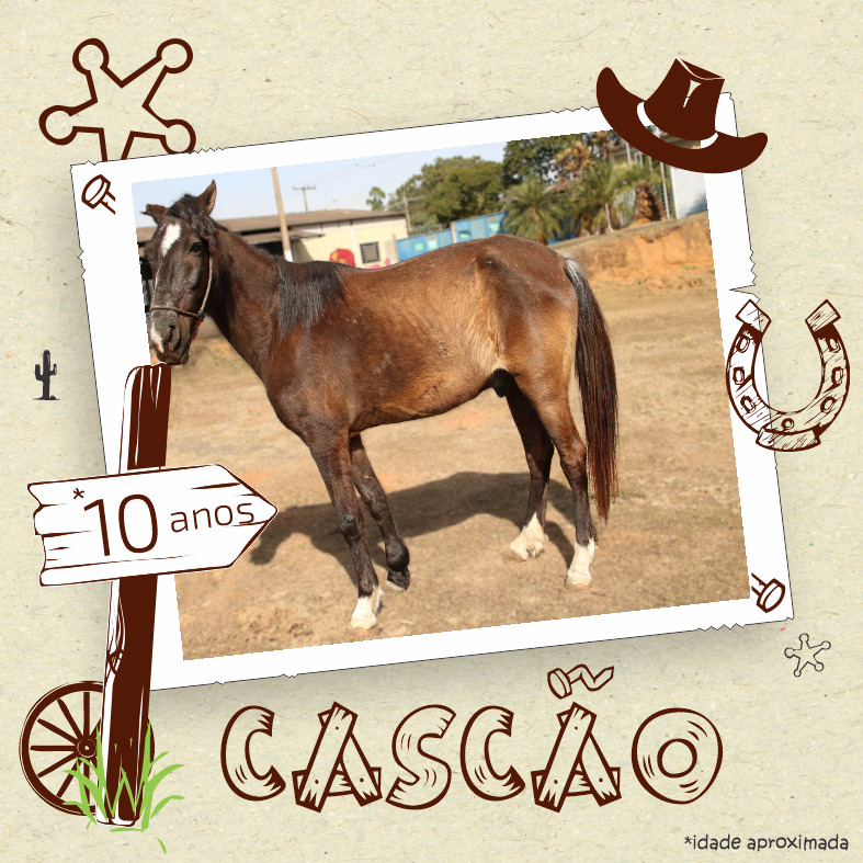 Núcleo de Zoonoses disponibiliza animais para doação 5 31082022 Doacao Cavalos Cascao