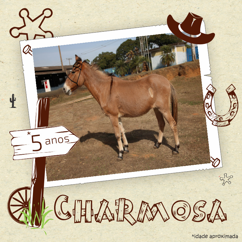Núcleo de Zoonoses disponibiliza animais para doação 3 31082022 Doacao Cavalos Charmosa