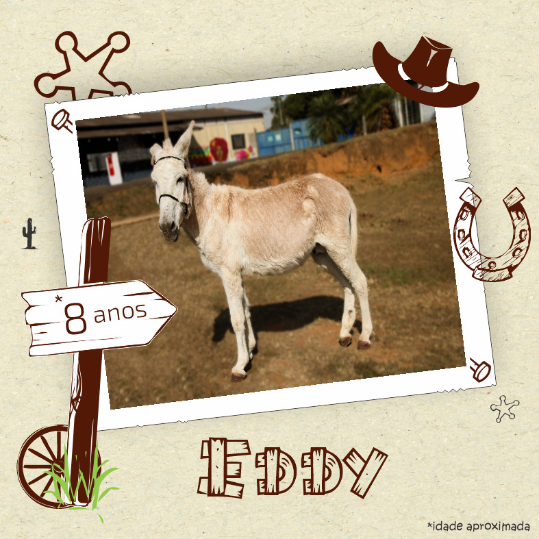 Núcleo de Zoonoses disponibiliza animais para doação 2 31082022 Doacao Cavalos Eddy