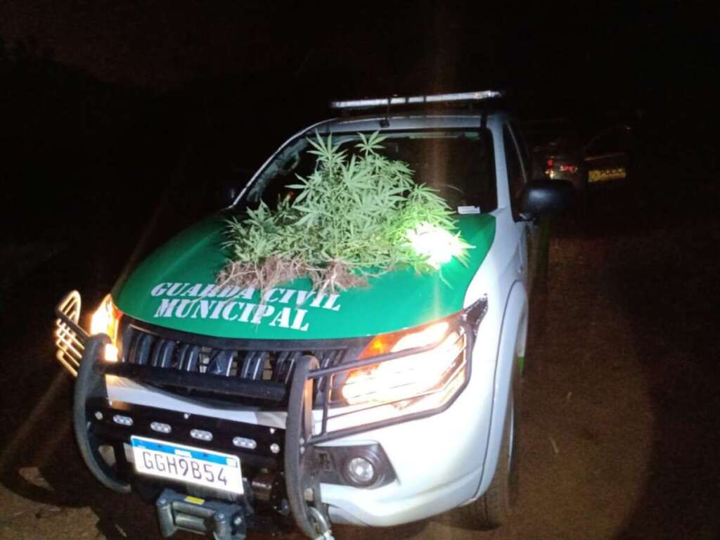 Patrulha Rural Ambiental da GCM encontra pés de maconha na zona rural 2 MACONHA gcm 2