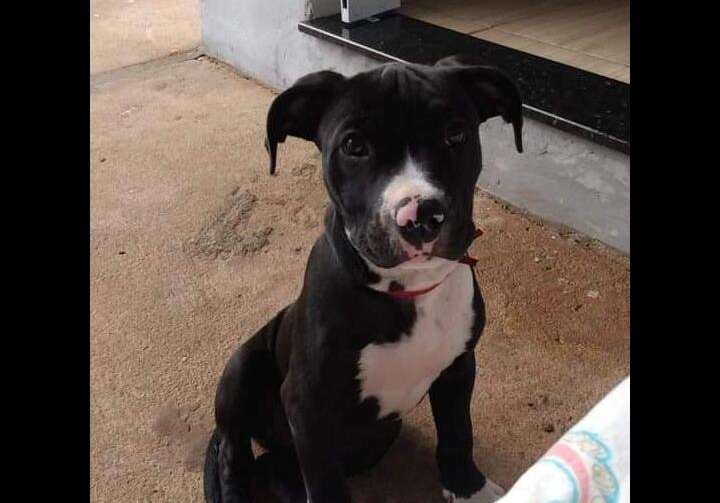 Família procura por cachorrinha desaparecida na zona norte de Pirassununga