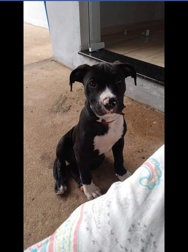 Família procura por cachorrinha desaparecida na zona norte de Pirassununga 3 Cachorrinha 1