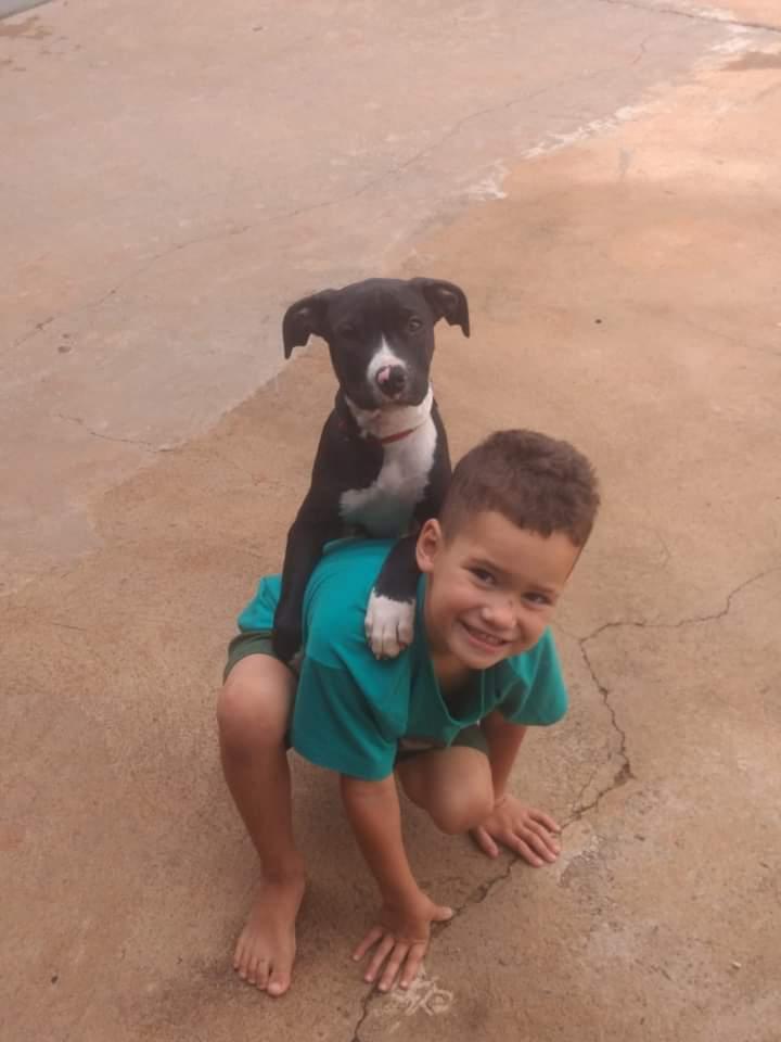 Família procura por cachorrinha desaparecida na zona norte de Pirassununga 2 Cachorrinha 2