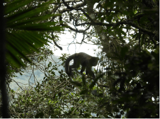 Registro UFV de macaco prego FSSRG