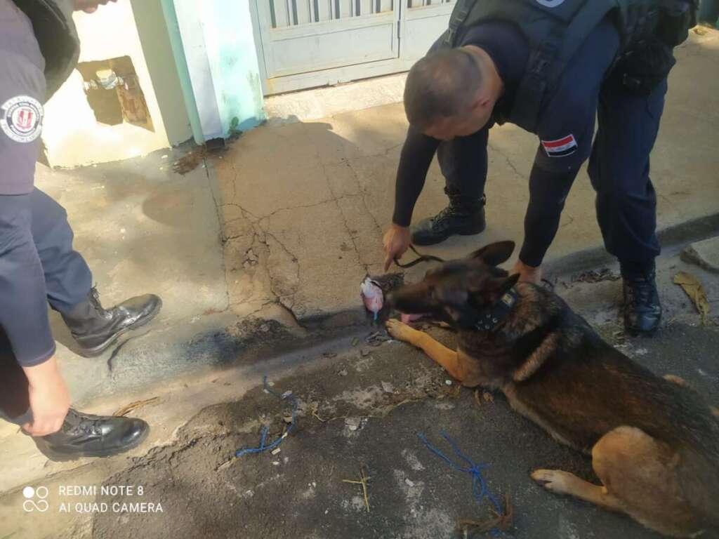 ROMU prende jovem por tráfico. Canil localiza drogas 1 WhatsApp Image 2023 06 21 at 16.31.59