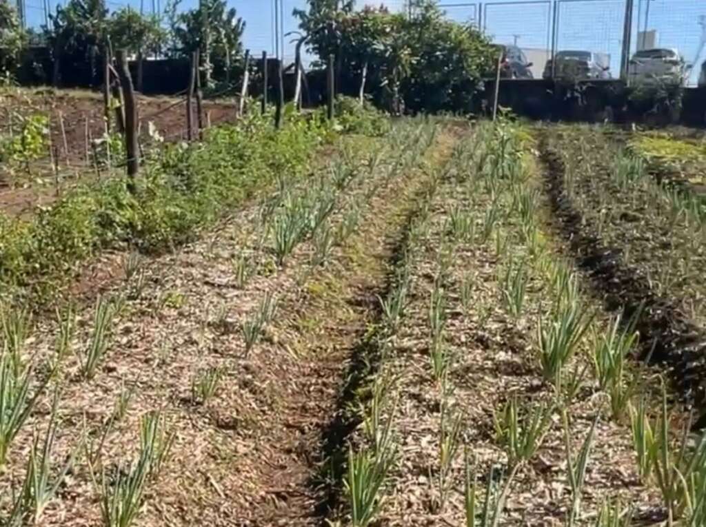 Horta Ecológica Municipal rende sua primeira colheita 3 horta1