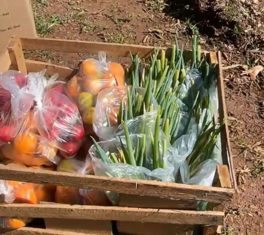 Horta Ecológica Municipal rende sua primeira colheita 1 horta2