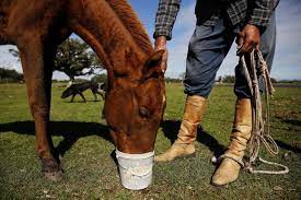 Pai entra em pânico ao socorrer filho que levou coice cavalo 1 baixados 8