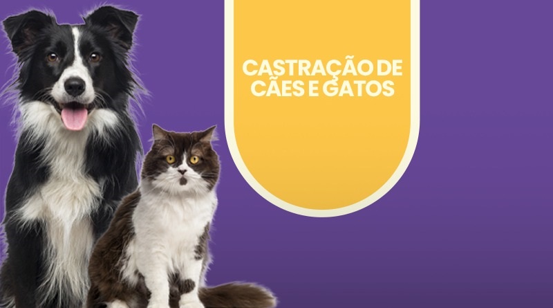 Cadastro para nova campanha de castração de cães e gatos termina quinta-feira 1 castracao1