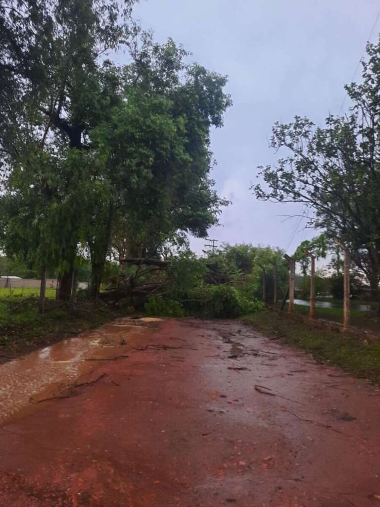 Defesa Civil de Pirassununga registrou rajadas 90 km/h, quedas de árvores e muito trabalho 3 defesa civil 0001
