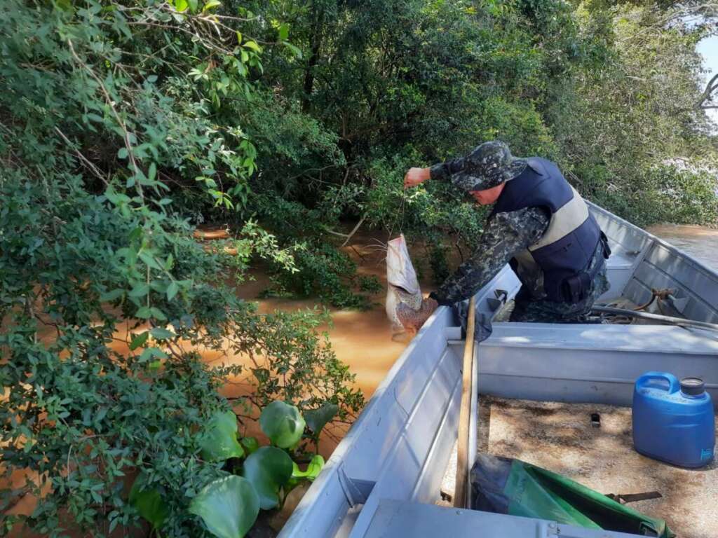 PMAmb liberta para o Rio, um peixe ‘Pintado’ que estava fisgado em um anzol de galho 2 WhatsApp Image 2023 11 02 at 18.56.05