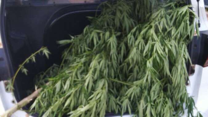 Denúncia leva Polícia Militar prender 'vítima da sociedade' cultivando pé de maconha