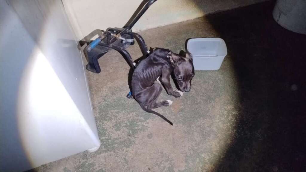 Cachorro é encontrado morto em residência por falta de água e comida em Pirassununga; outros dois foram resgatados